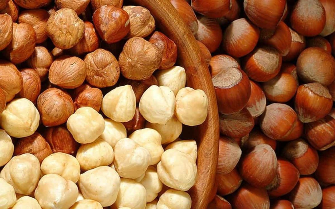 Factory price fresh hazelnut