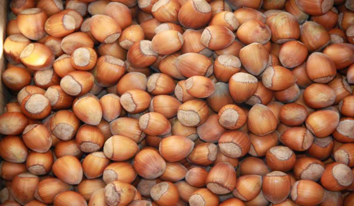 Wholesale price hazelnut with shell