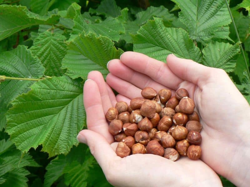 Cheap price hazelnut trade