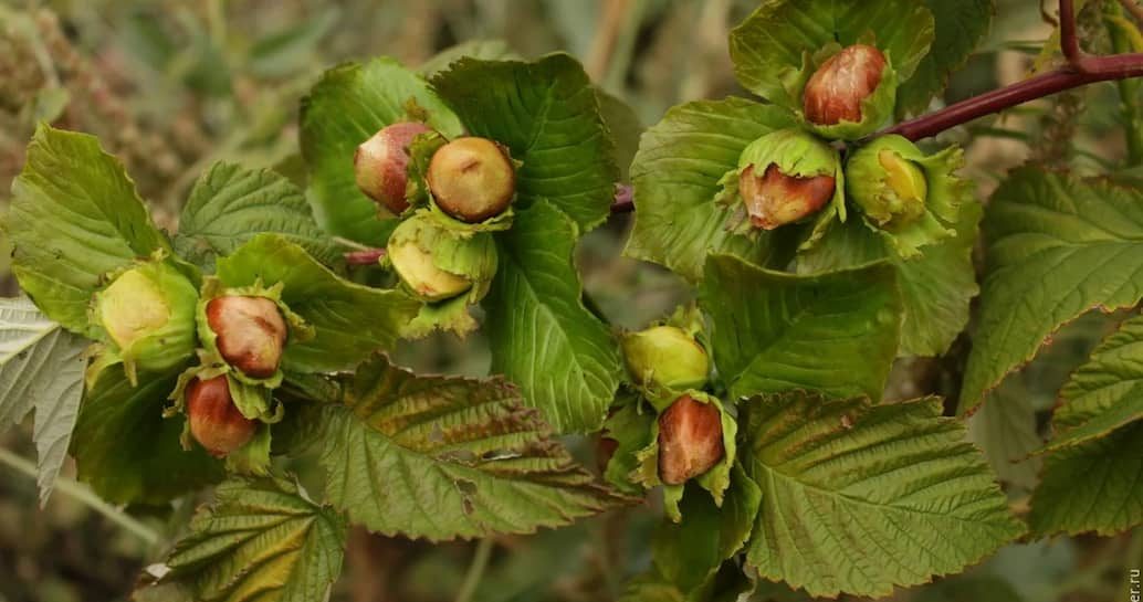 Guaranteed Quality for Fresh Hazelnuts