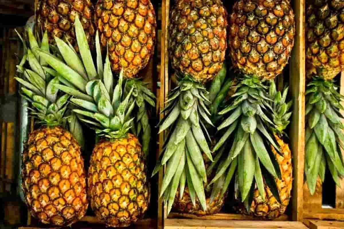  dried pineapple resonable great price 