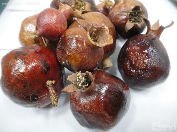 Features of fresh dried pomegranate