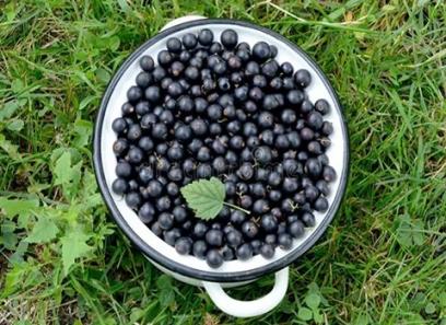 jumbo black currants price list wholesale and economical