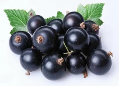 Iranian regular currants buying guide with special conditions and exceptional price