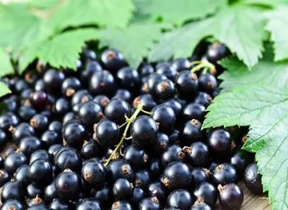 Learning to buy Iranian black currant from zero to one hundred