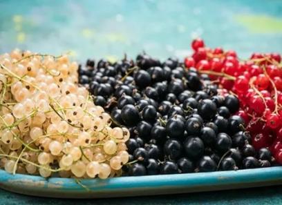 Turkish regular currants specifications and how to buy in bulk